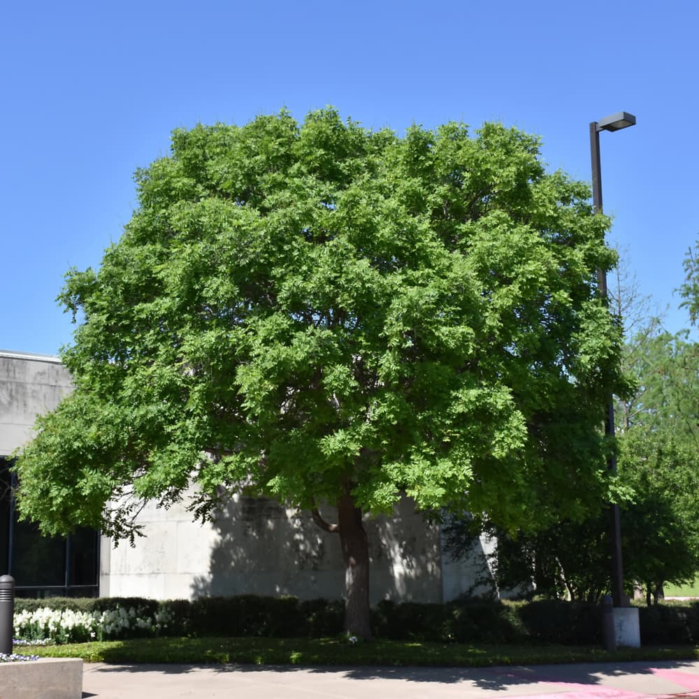 NetPS Plant Finder (www.netpsplantfinder.com)