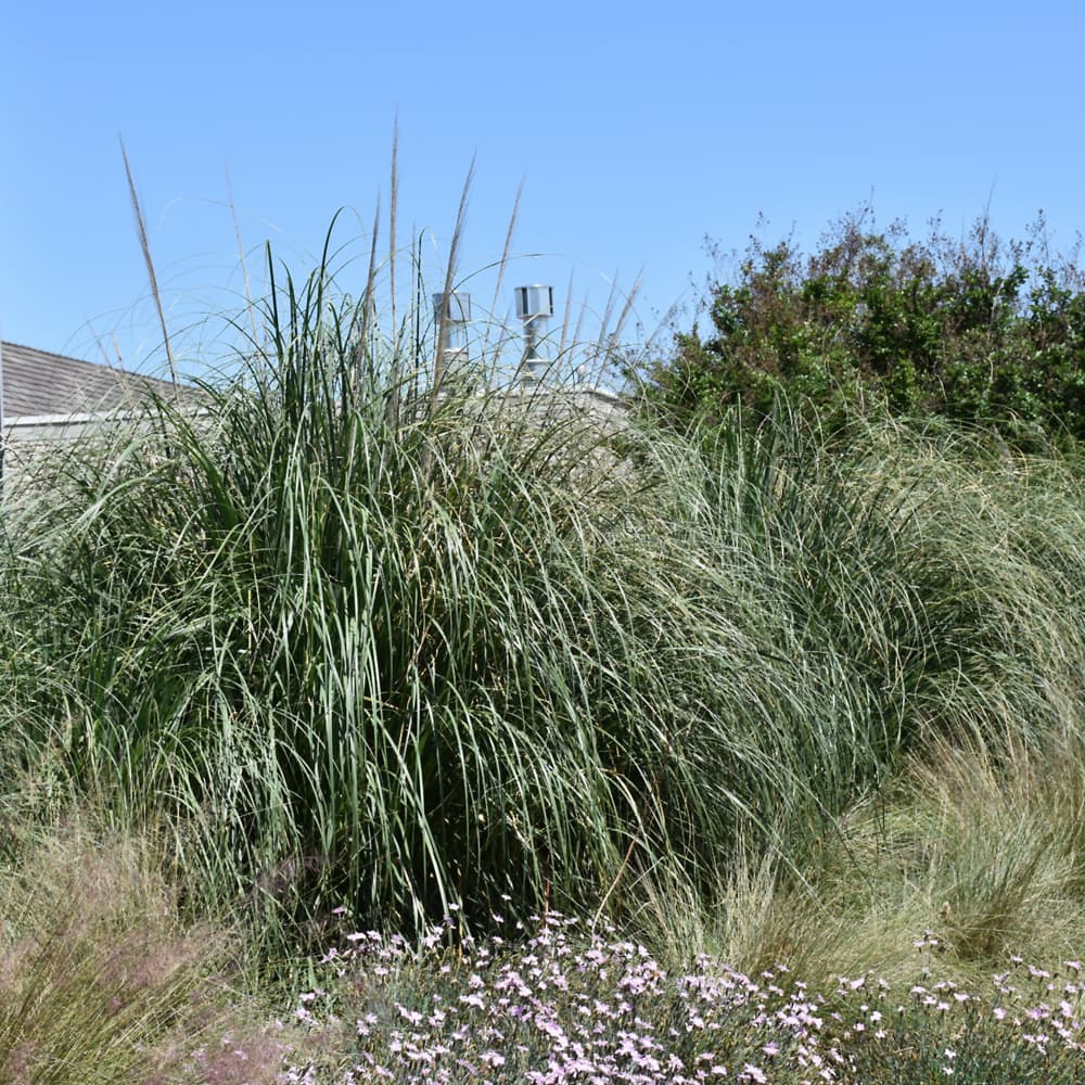 NetPS Plant Finder (www.netpsplantfinder.com)