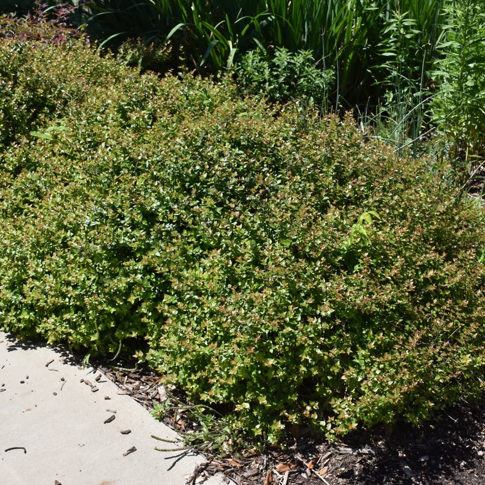 NetPS Plant Finder (www.netpsplantfinder.com)