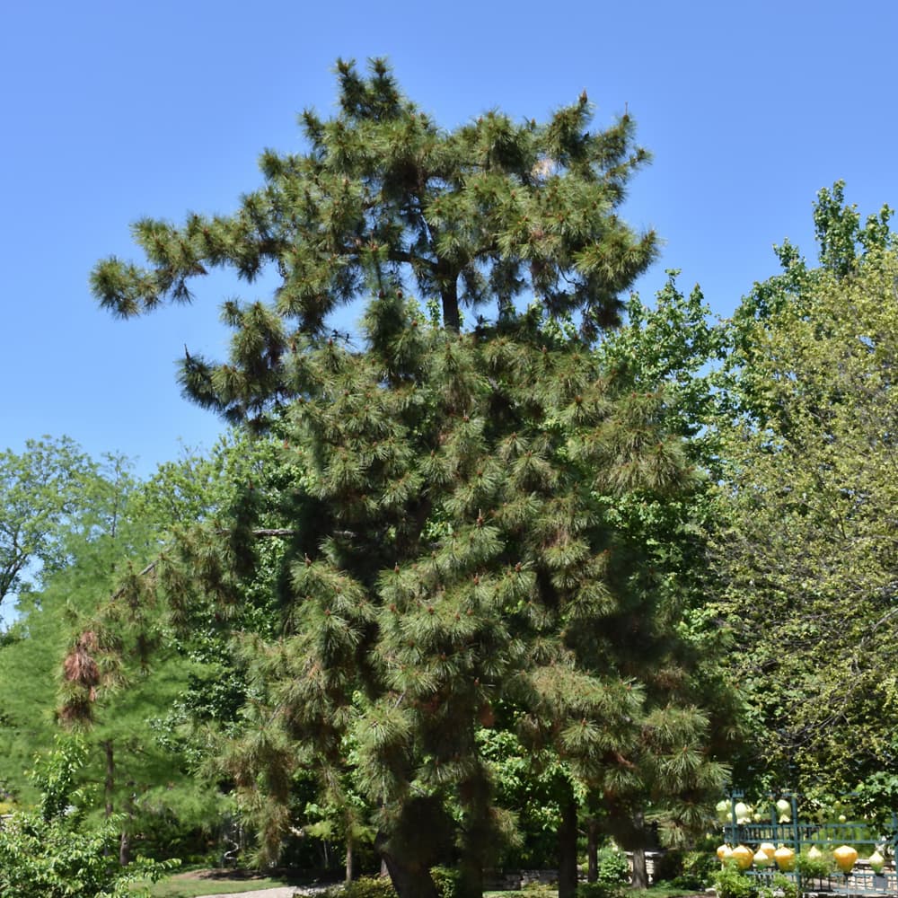 Pine Japanese Black