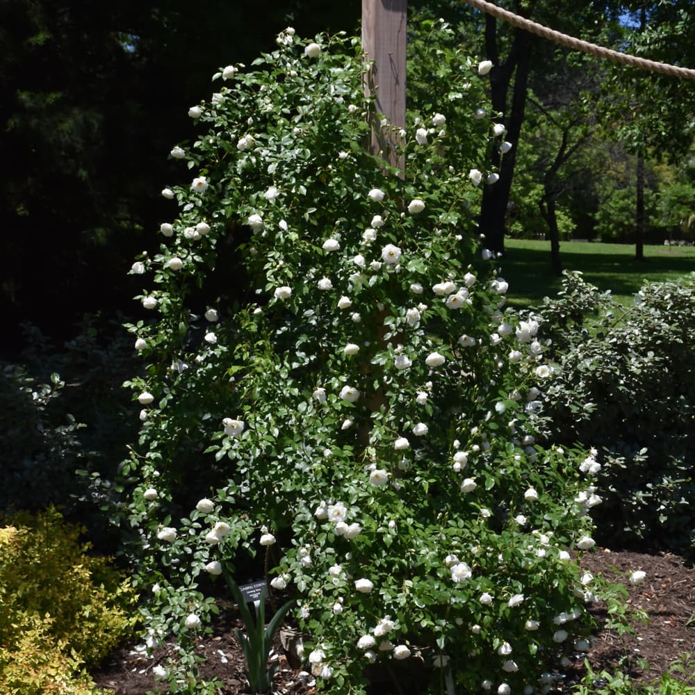 NetPS Plant Finder (www.netpsplantfinder.com)