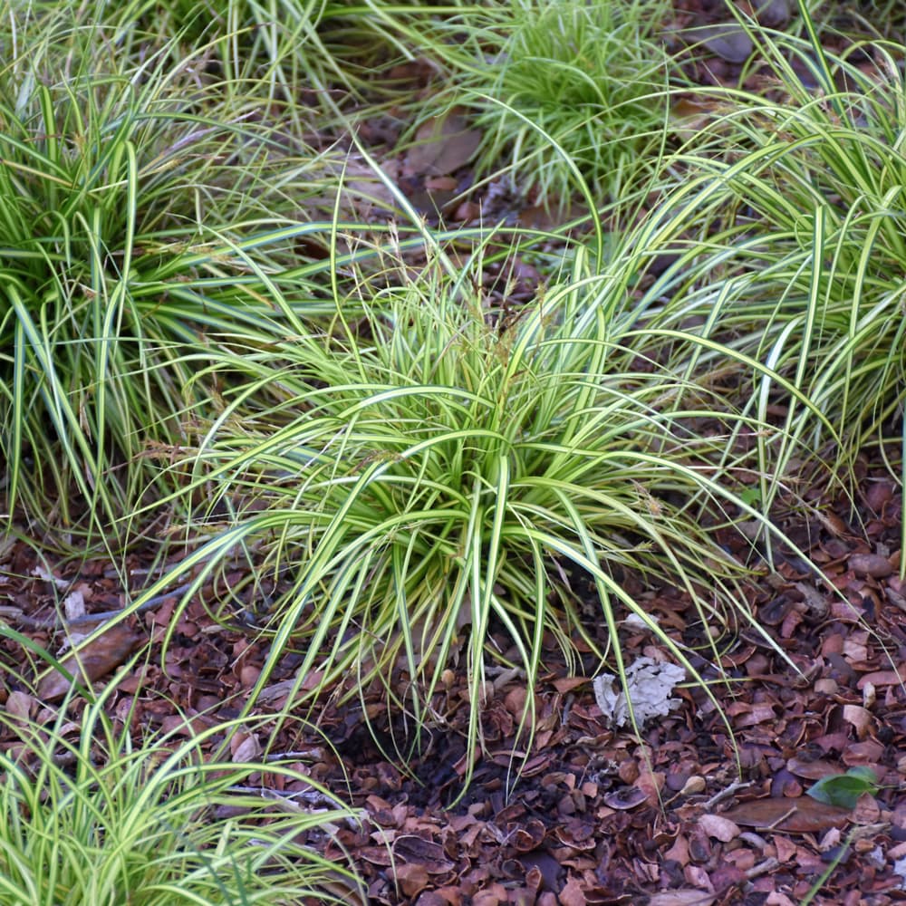 NetPS Plant Finder (www.netpsplantfinder.com)