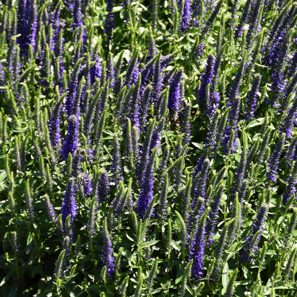 NetPS Plant Finder (www.netpsplantfinder.com)