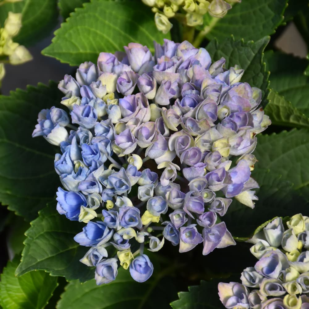 NetPS Plant Finder (www.netpsplantfinder.com)