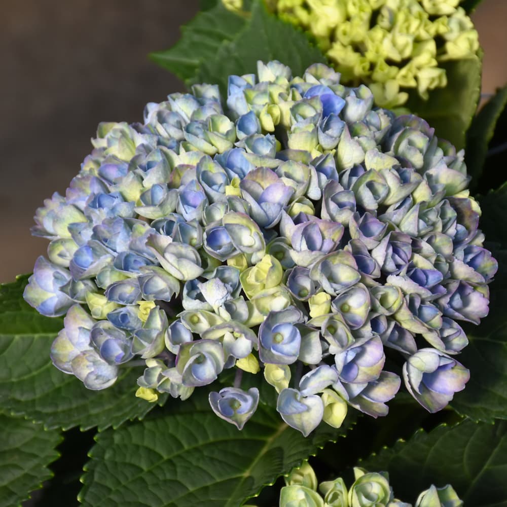 NetPS Plant Finder (www.netpsplantfinder.com)