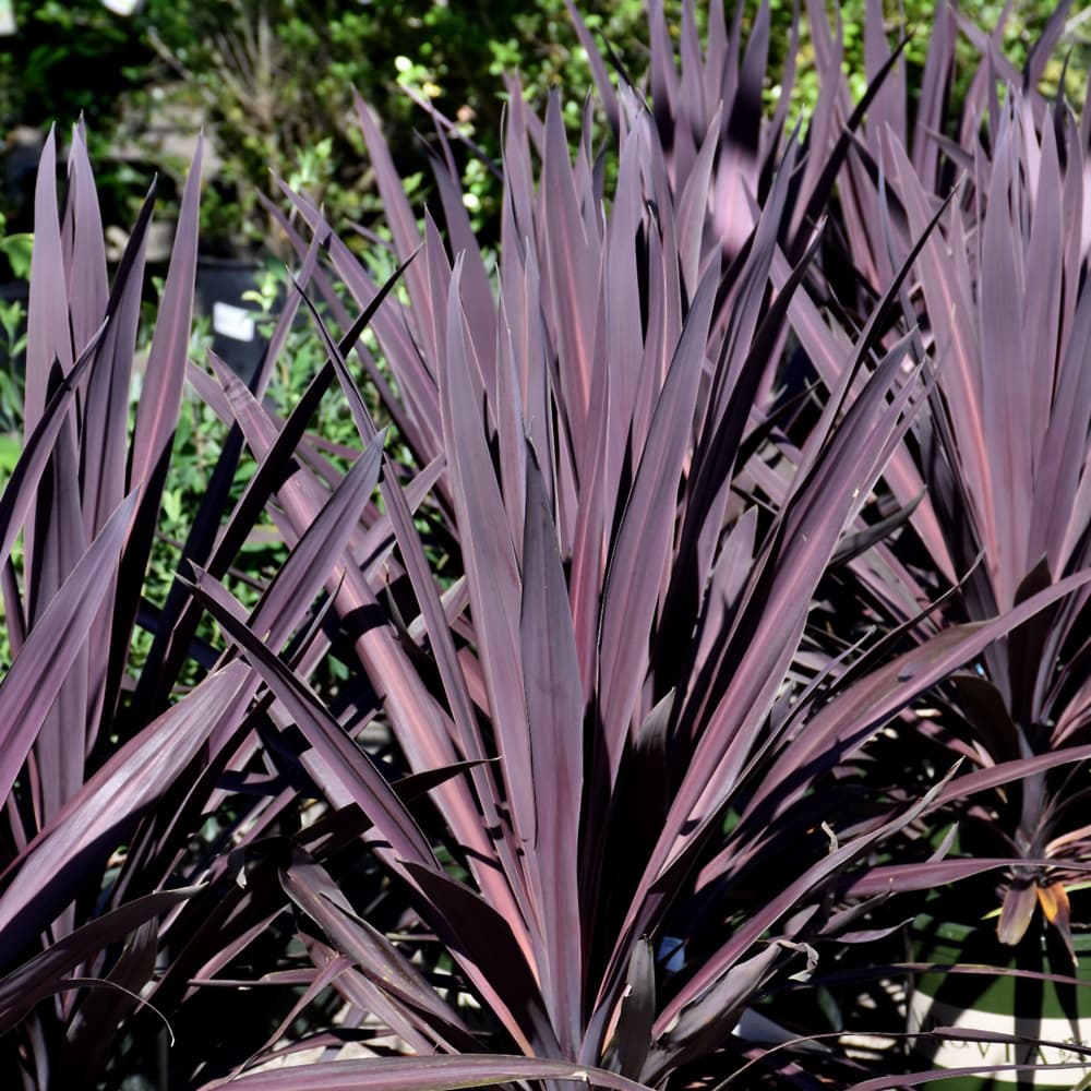 NetPS Plant Finder (www.netpsplantfinder.com)