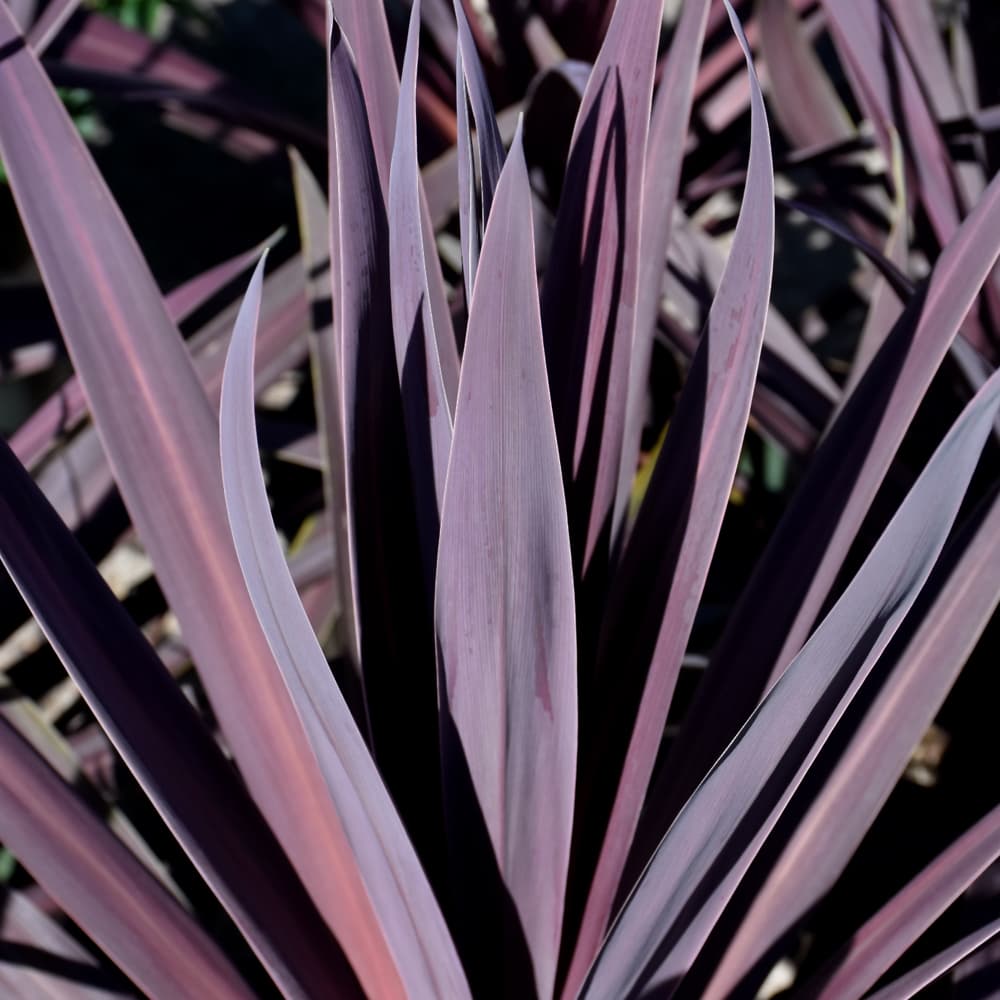 Cordyline Baueri