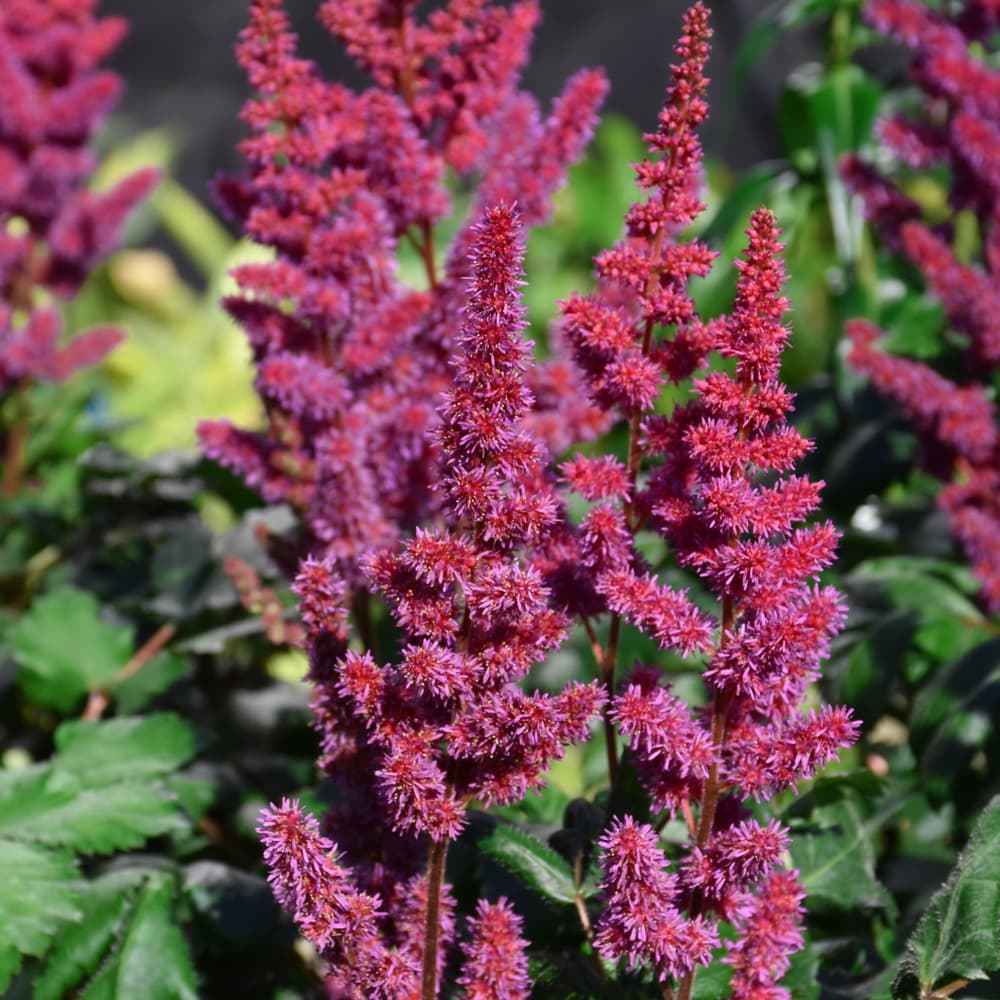 Astilbe Visions in Red
