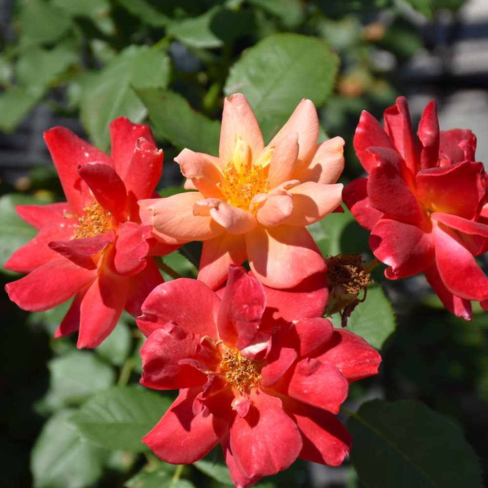 NetPS Plant Finder (www.netpsplantfinder.com)