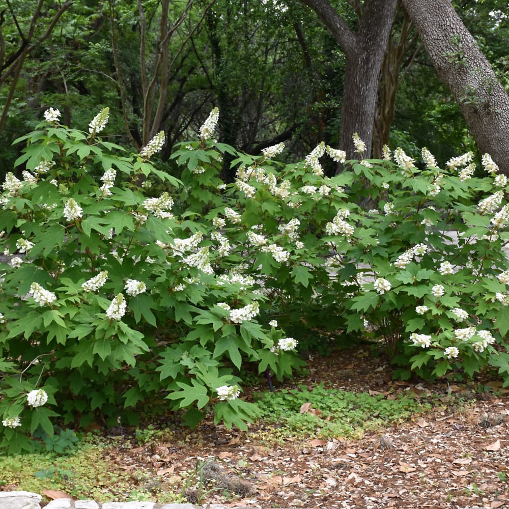 NetPS Plant Finder (www.netpsplantfinder.com)