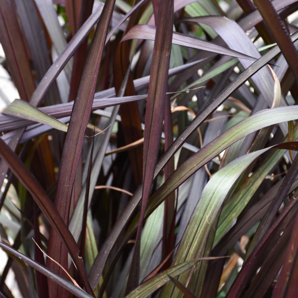 NetPS Plant Finder (www.netpsplantfinder.com)