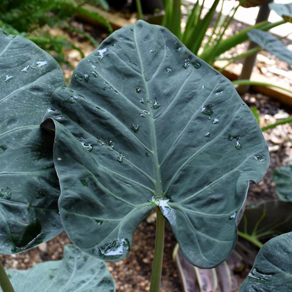 Elephant Ear Regal Shields