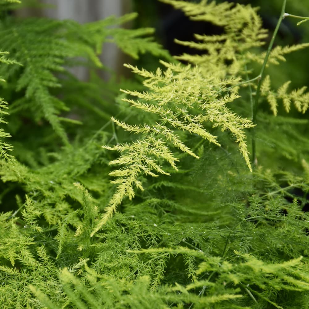 NetPS Plant Finder (www.netpsplantfinder.com)