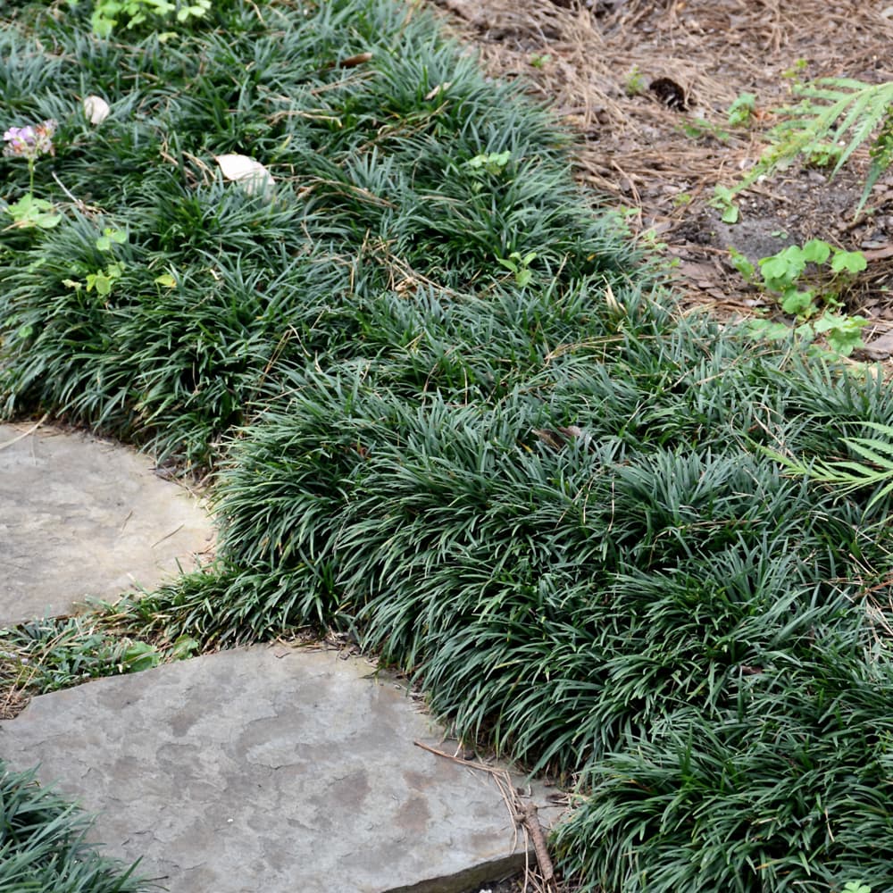 NetPS Plant Finder (www.netpsplantfinder.com)