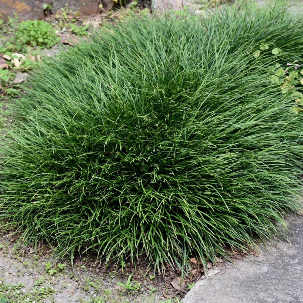 NetPS Plant Finder (www.netpsplantfinder.com)