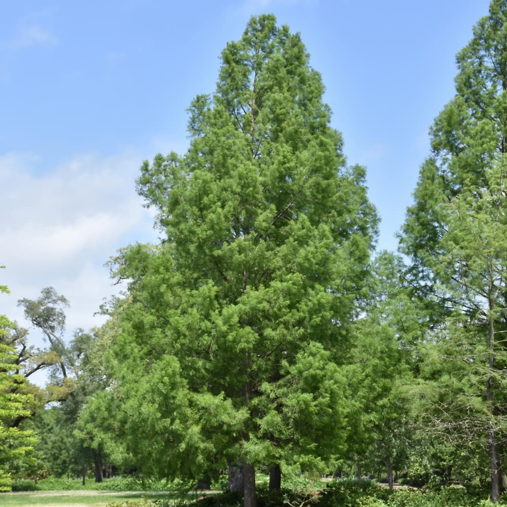 Bald Cypress