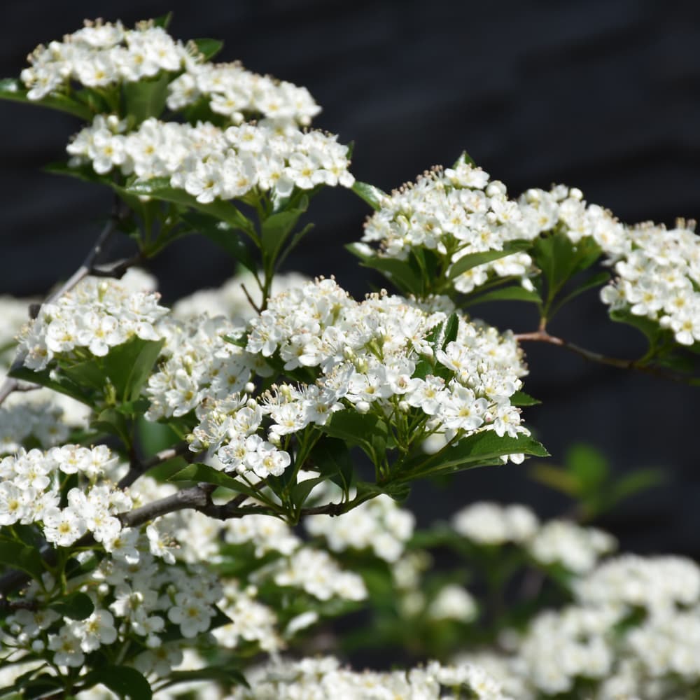 NetPS Plant Finder (www.netpsplantfinder.com)