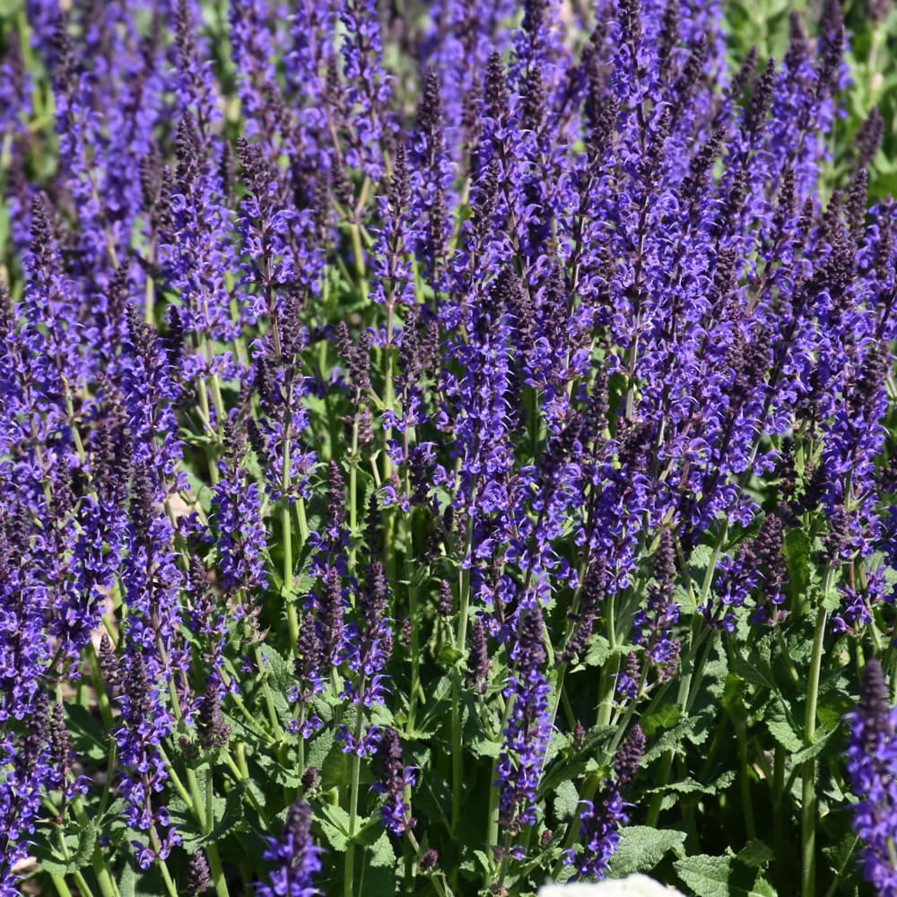 NetPS Plant Finder (www.netpsplantfinder.com)