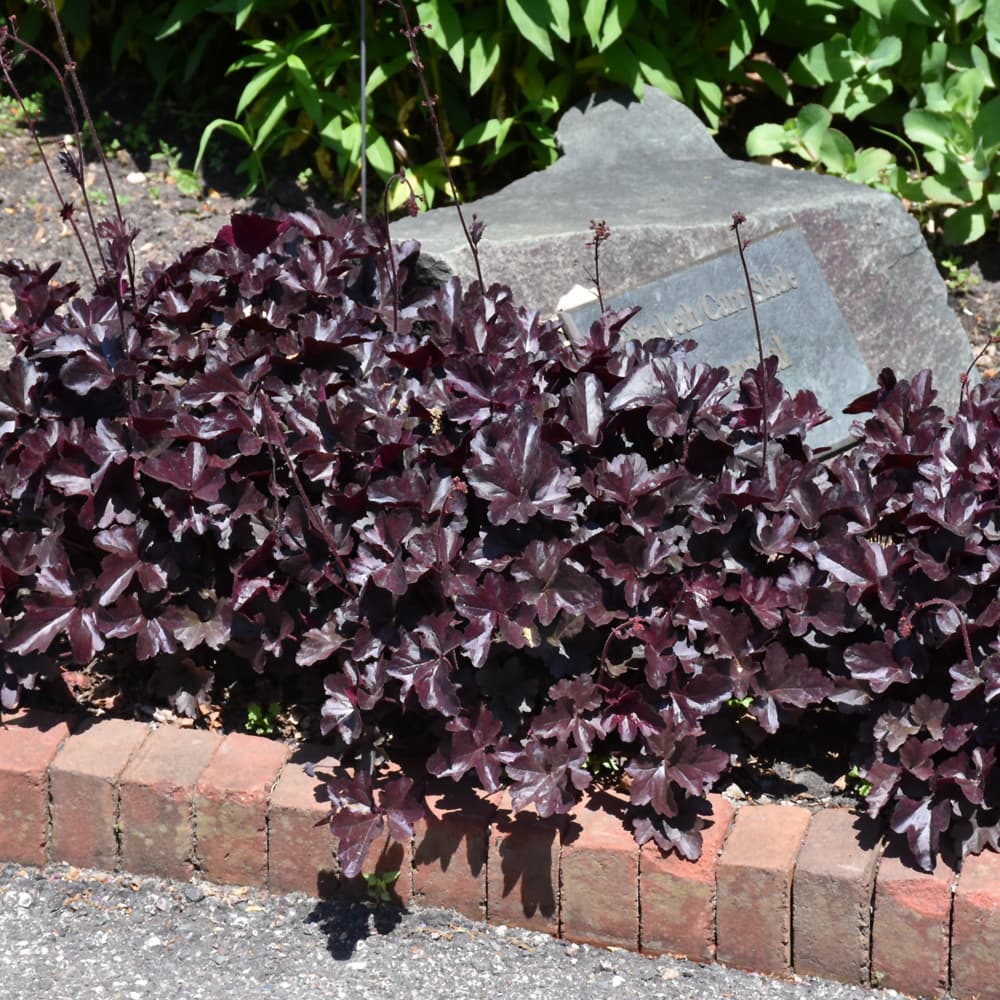 Heuchera Obsidian