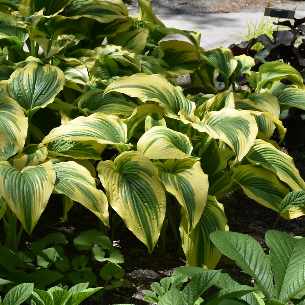 NetPS Plant Finder (www.netpsplantfinder.com)