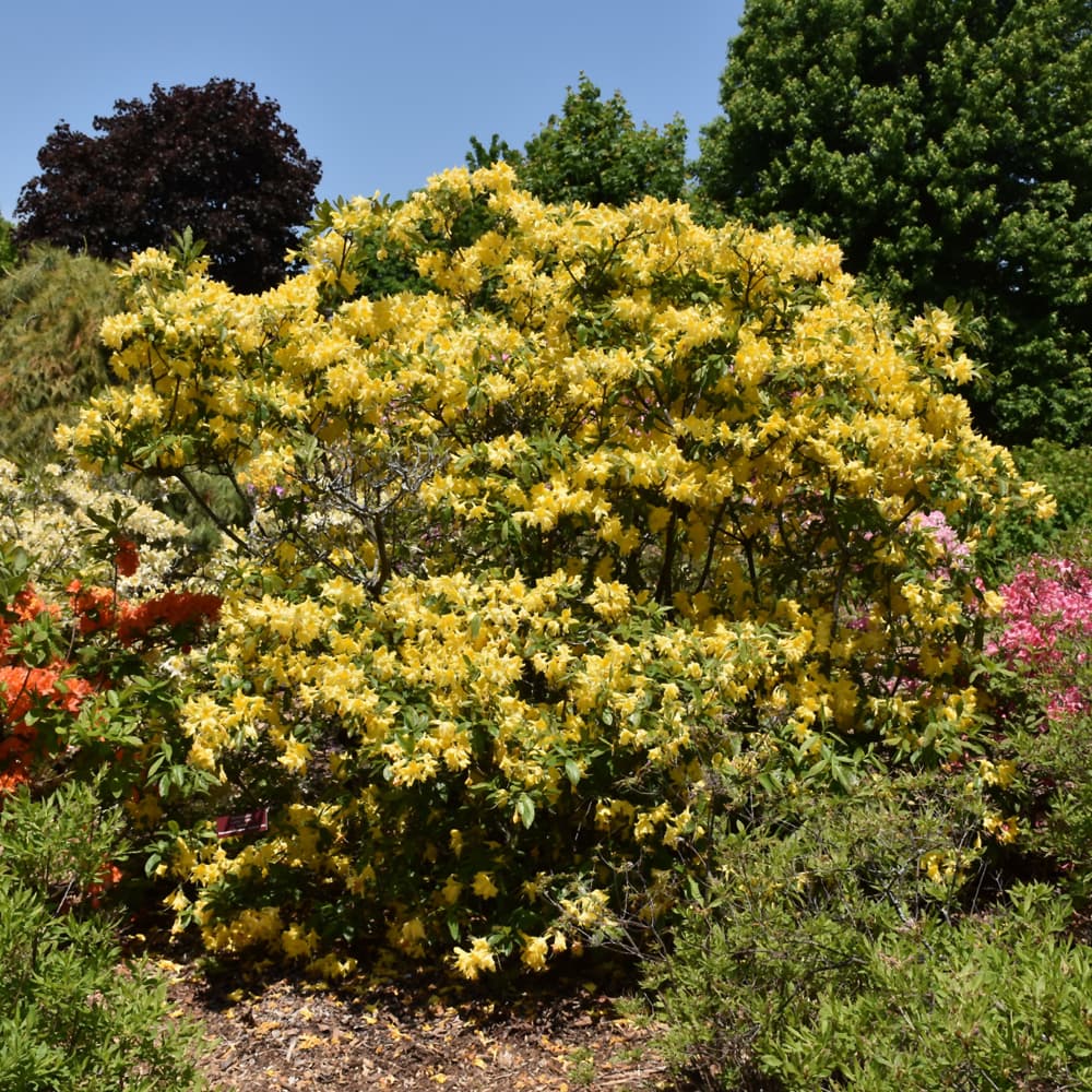 NetPS Plant Finder (www.netpsplantfinder.com)