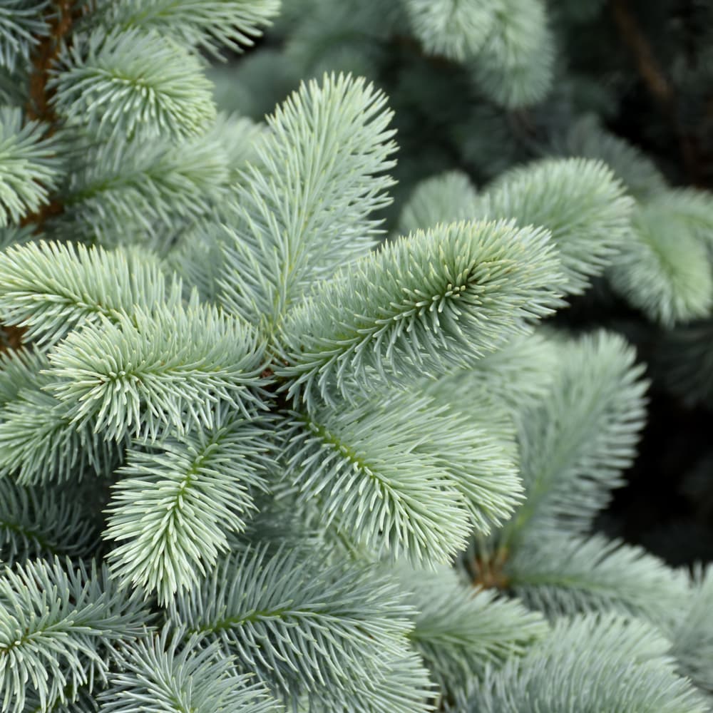 NetPS Plant Finder (www.netpsplantfinder.com)