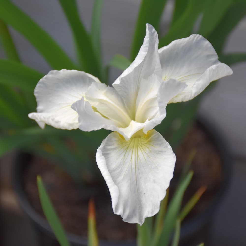 NetPS Plant Finder (www.netpsplantfinder.com)