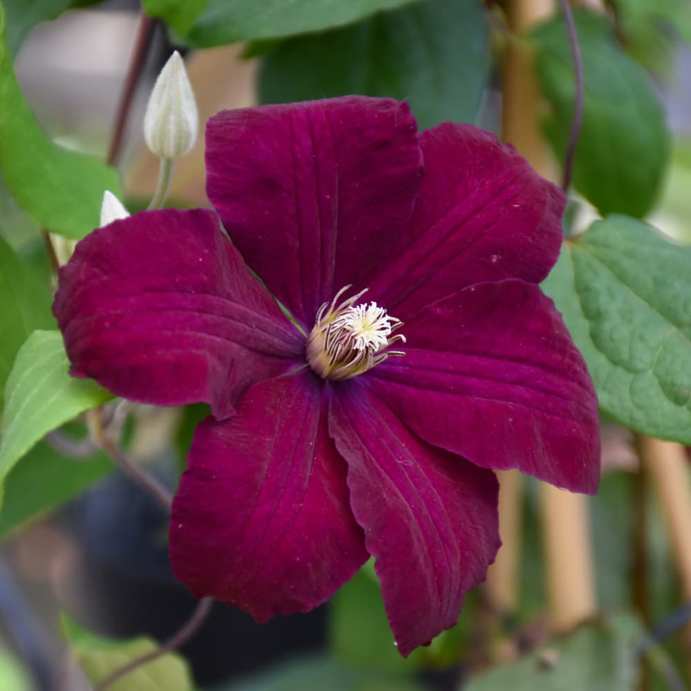 NetPS Plant Finder (www.netpsplantfinder.com)