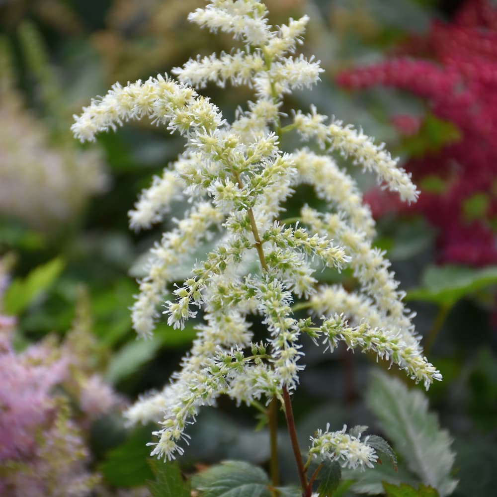 Astilbe Cappuccino