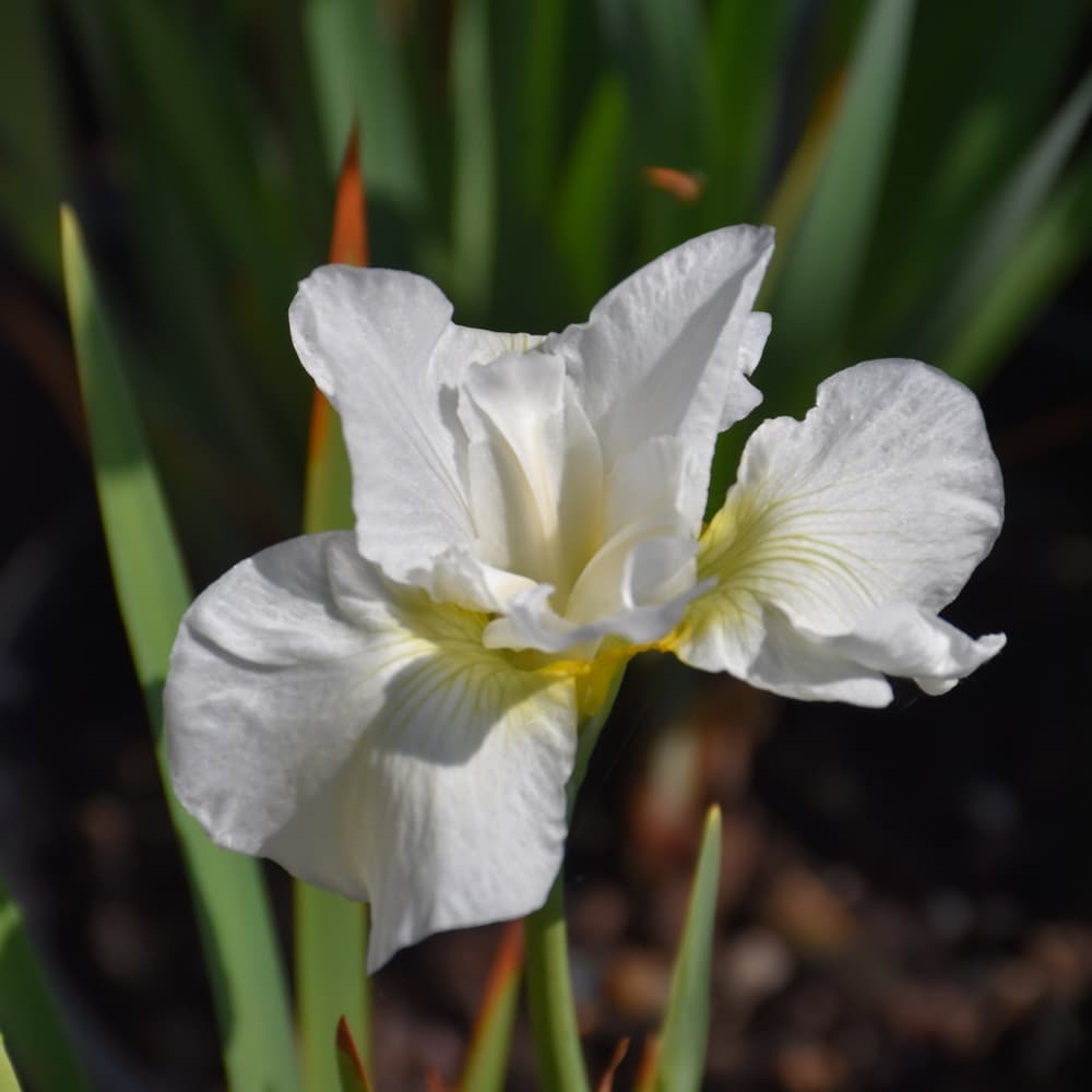 NetPS Plant Finder (www.netpsplantfinder.com)