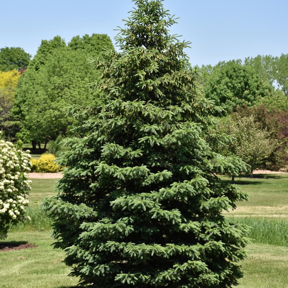 Spruce Black Hills