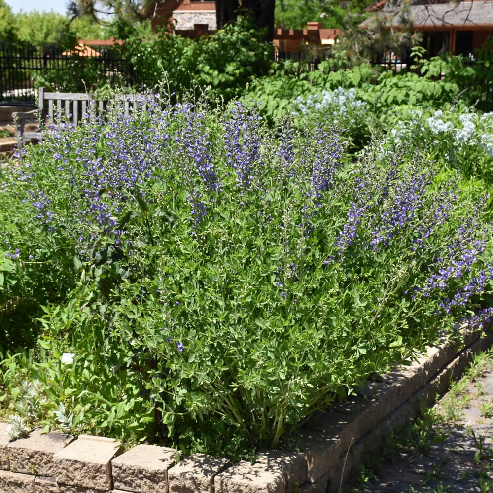 NetPS Plant Finder (www.netpsplantfinder.com)