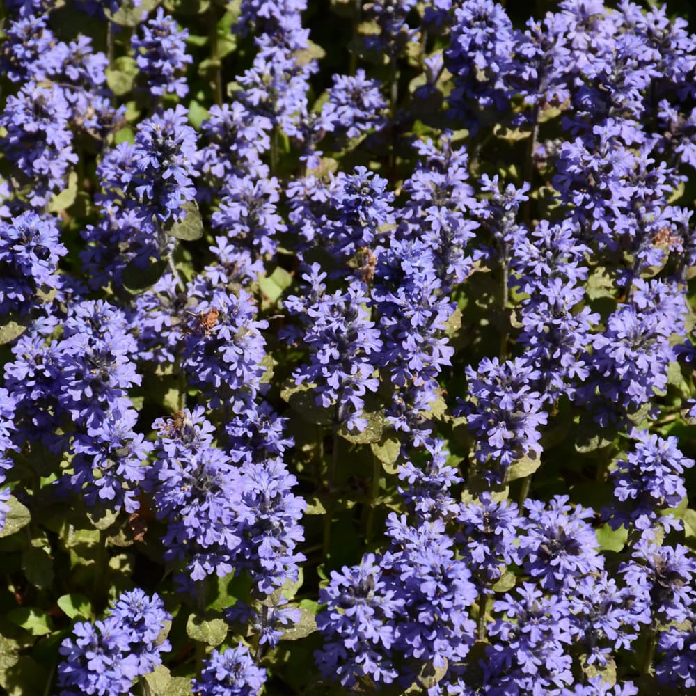 Ajuga Catlins Giant