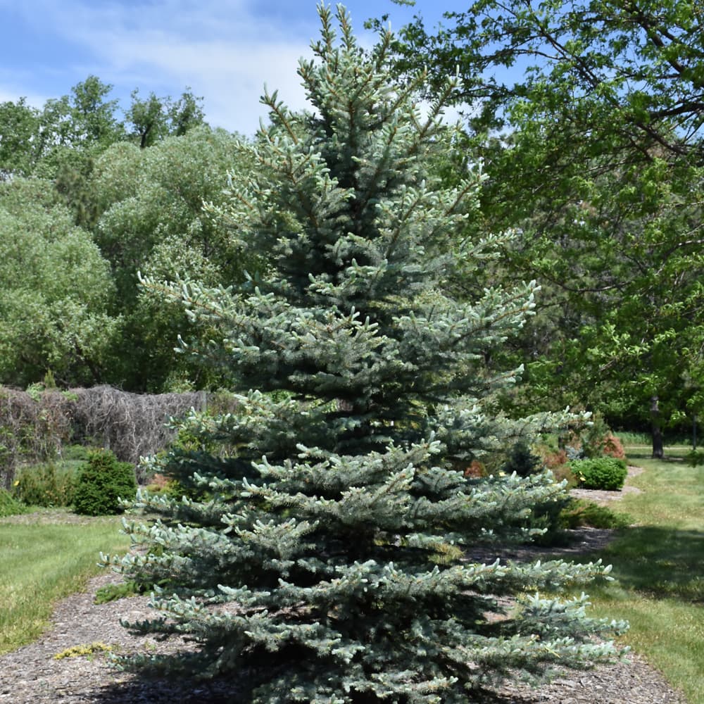 NetPS Plant Finder (www.netpsplantfinder.com)