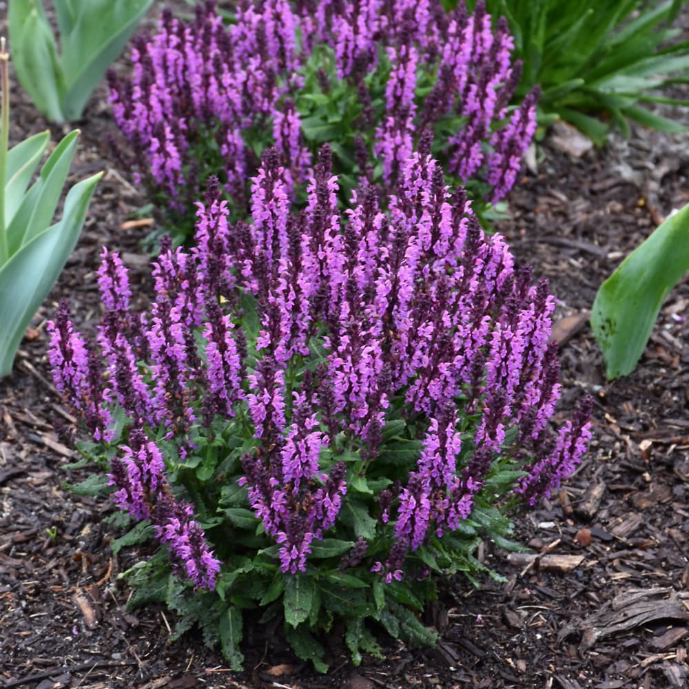 NetPS Plant Finder (www.netpsplantfinder.com)