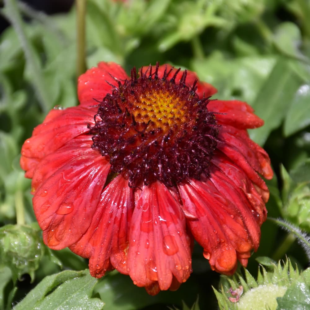 NetPS Plant Finder (www.netpsplantfinder.com)