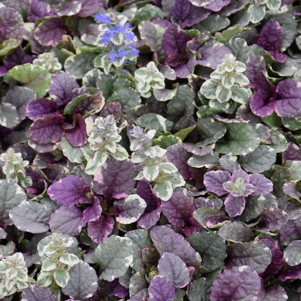 NetPS Plant Finder (www.netpsplantfinder.com)