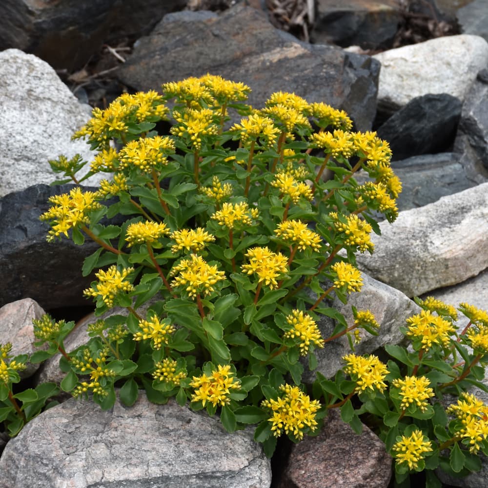 NetPS Plant Finder (www.netpsplantfinder.com)