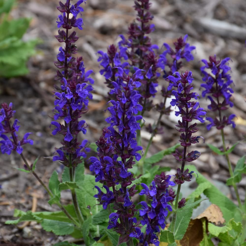 NetPS Plant Finder (www.netpsplantfinder.com)
