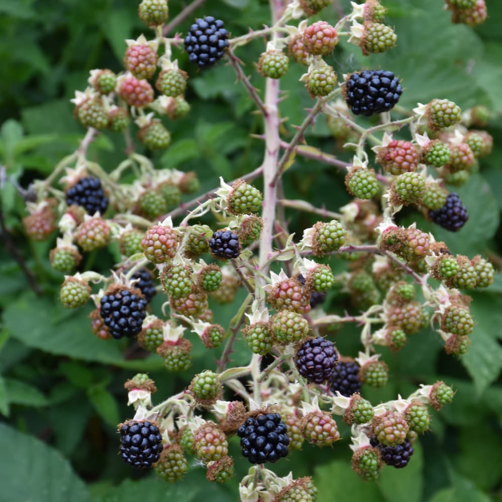 NetPS Plant Finder (www.netpsplantfinder.com)