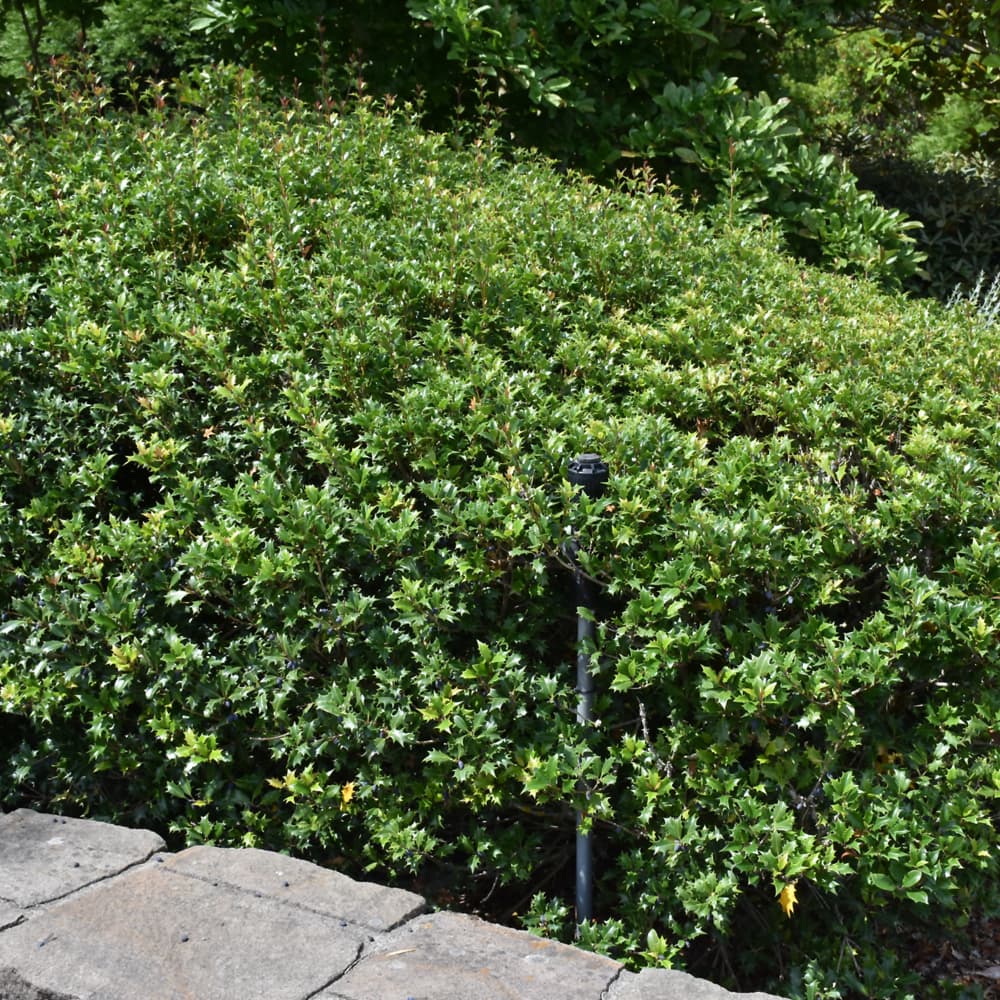 NetPS Plant Finder (www.netpsplantfinder.com)