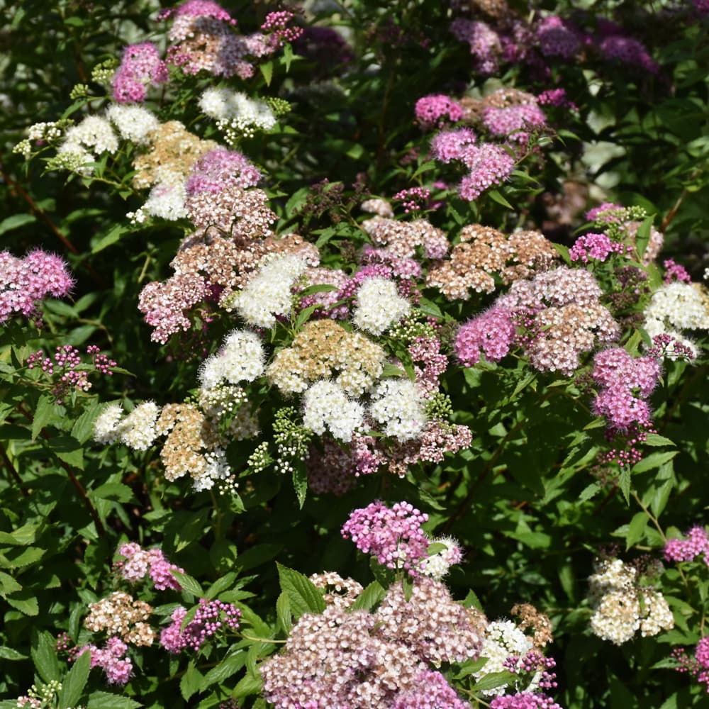 NetPS Plant Finder (www.netpsplantfinder.com)