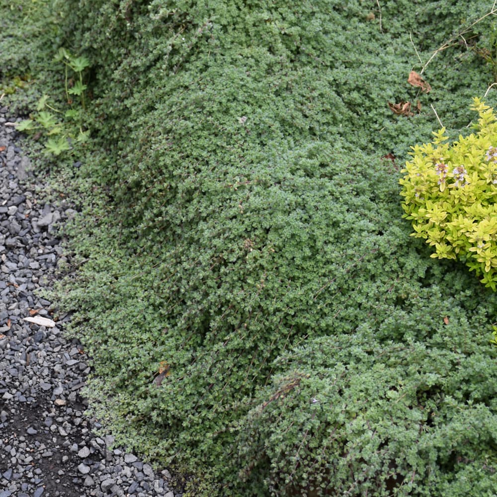 NetPS Plant Finder (www.netpsplantfinder.com)