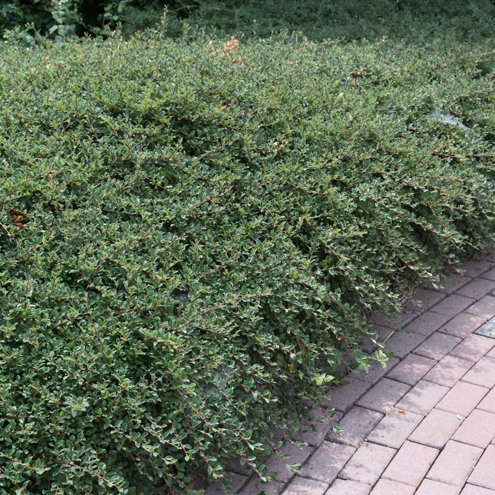 NetPS Plant Finder (www.netpsplantfinder.com)