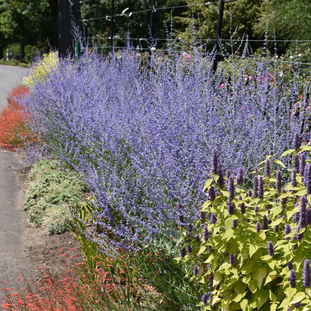 NetPS Plant Finder (www.netpsplantfinder.com)