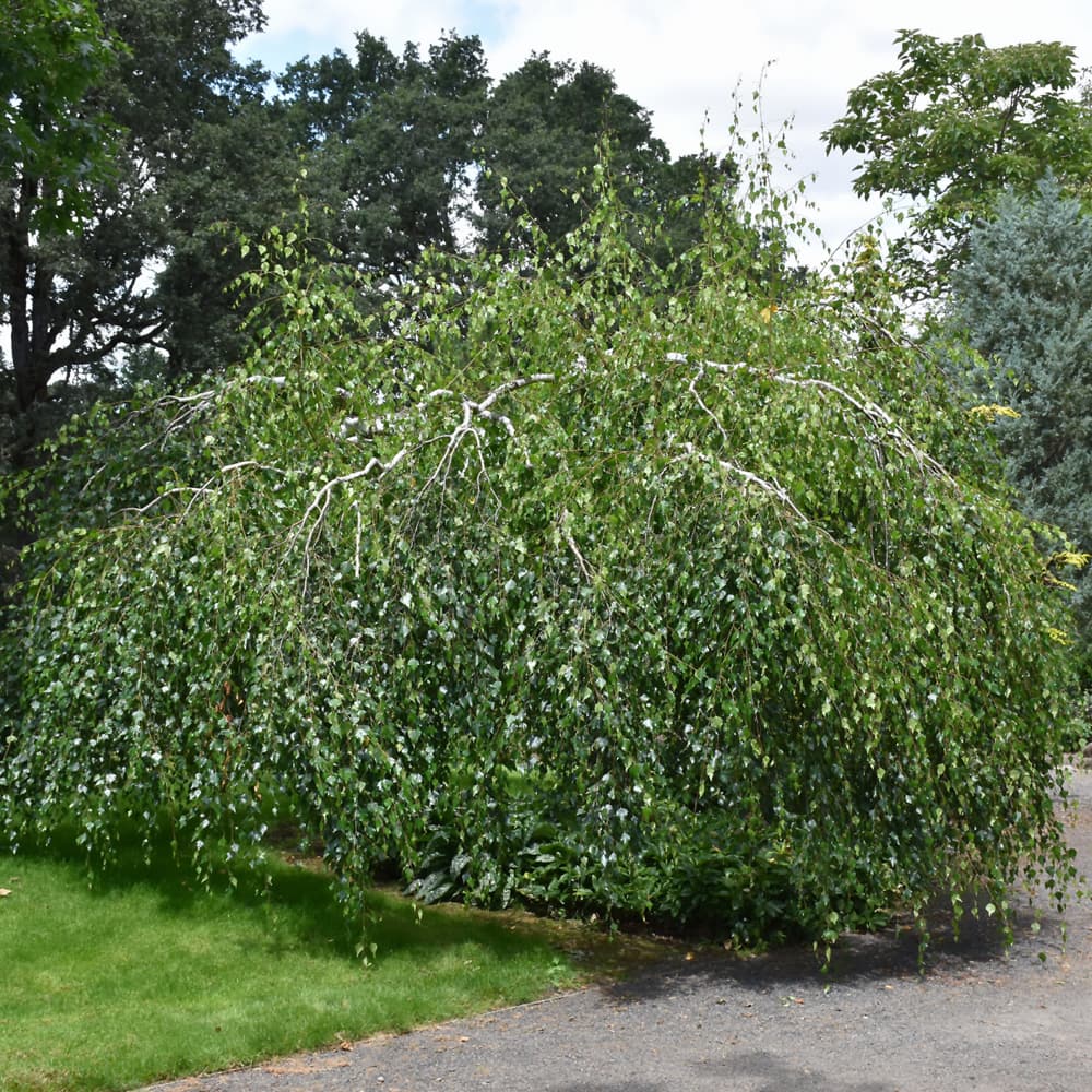 Birch Youngii Weeping