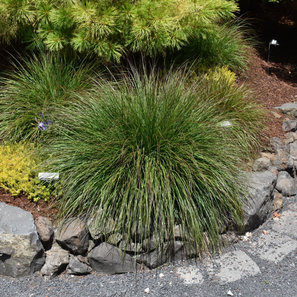 NetPS Plant Finder (www.netpsplantfinder.com)