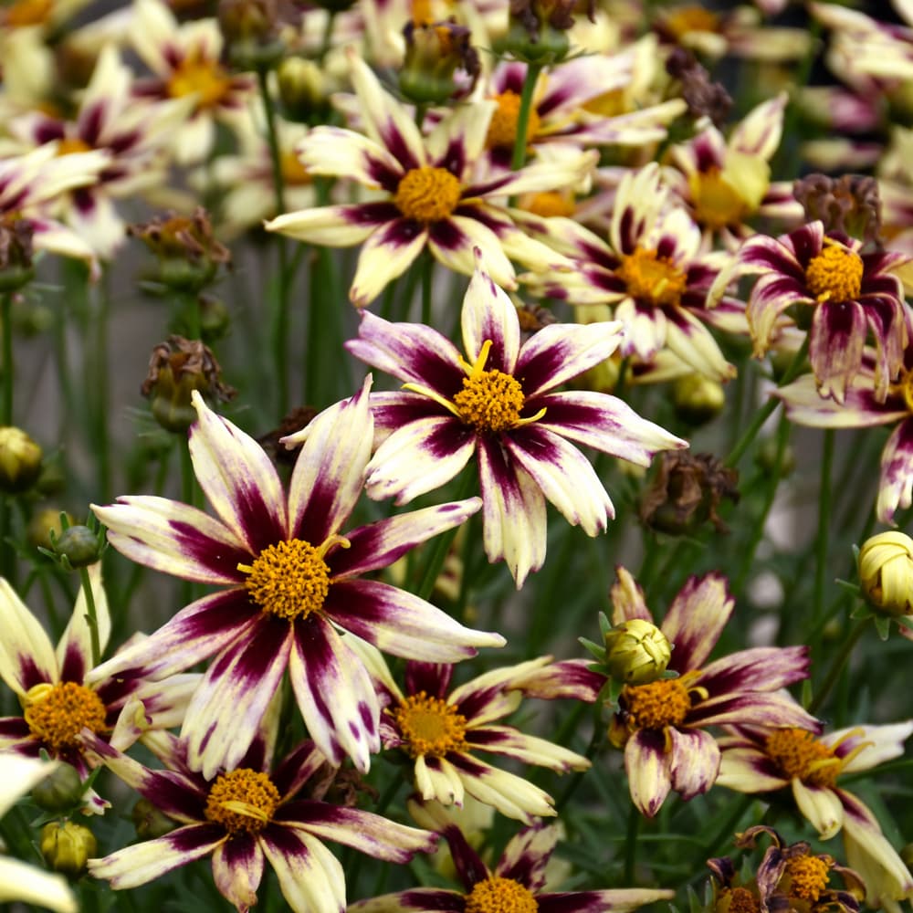 NetPS Plant Finder (www.netpsplantfinder.com)