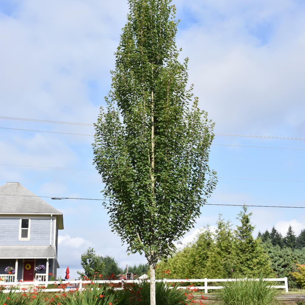 Maple Armstrong Gold