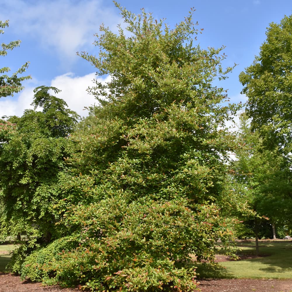 NetPS Plant Finder (www.netpsplantfinder.com)